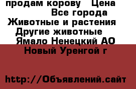 продам корову › Цена ­ 70 000 - Все города Животные и растения » Другие животные   . Ямало-Ненецкий АО,Новый Уренгой г.